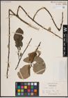 Foto von Salix caprea L.